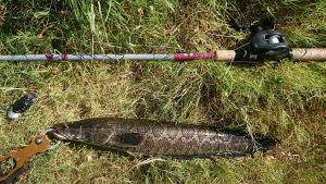 きれいな模様の雷魚でした。
