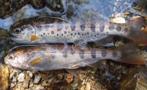 小型でしたがヒレピンの綺麗なアマゴが釣れました。魚は瀬の中に入っていました。