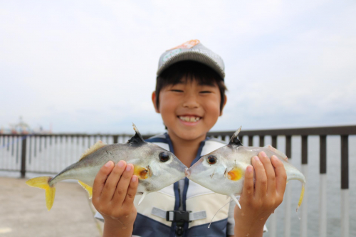 かわいい顔したギマは子供も大好き♪