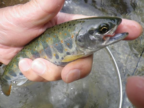 ゼロ釣法のフロロ0.1号で２３ｃｍ