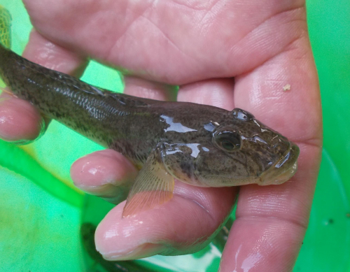 15㎝級のハゼが釣れてきました。他にも小さいキビレ、クロダイ、セイゴと色々な魚が釣れますよ♪