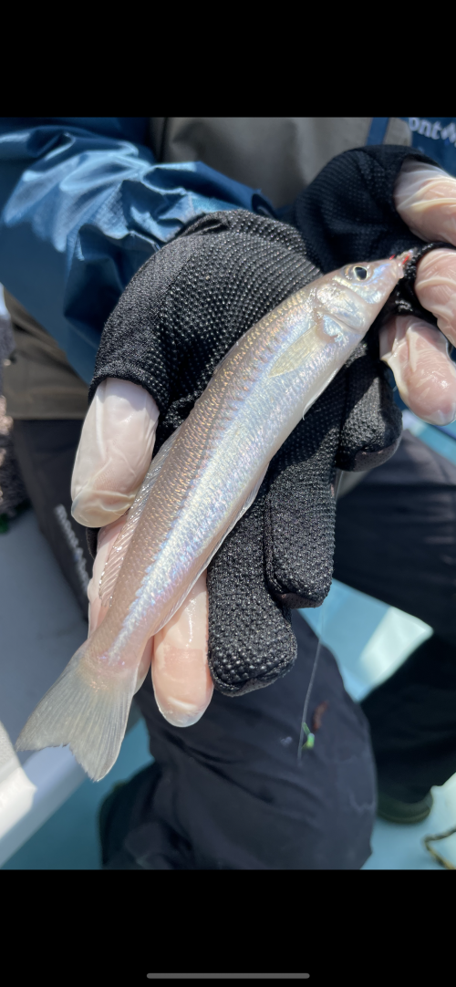 抱卵デカポチャギスッ‼︎美しく過ぎる綺麗さッ(о´∀`о)