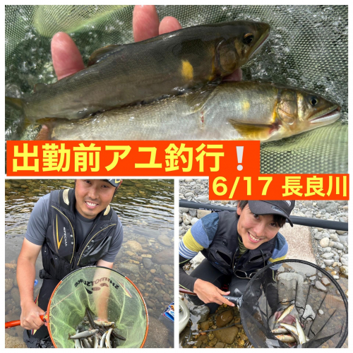 良型鮎釣れてます！朝だけでも楽しめちゃいますよ！