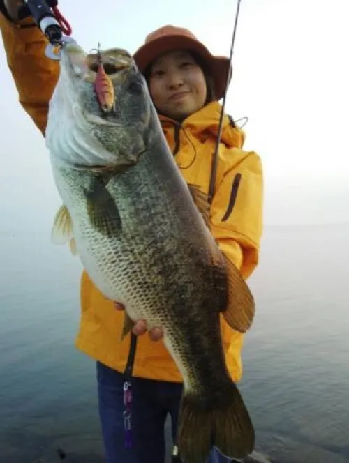 琵琶湖 滋賀県 ブラックバス ルアー釣り 琵琶湖岸の県営都市公園および自然公園園地の駐車場等 21年10月1日 金 より開放 釣具のイシグロ 釣り情報サイト