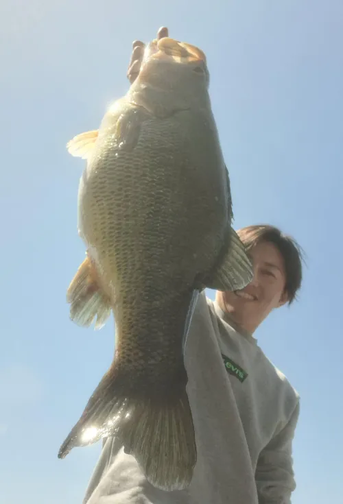滋賀県で釣れたオイカワの釣り・釣果情報 - アングラーズ