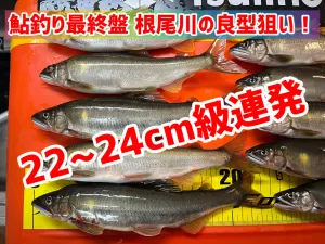 鮎の友釣り＜入門編＞｜釣具のイシグロ |釣り情報サイト