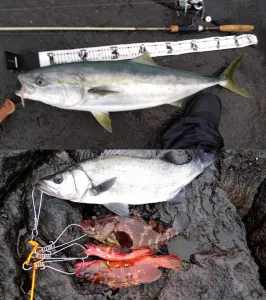 伊勢湾ジギングにはバスデイのメタルジグ！｜釣具のイシグロ |釣り情報サイト