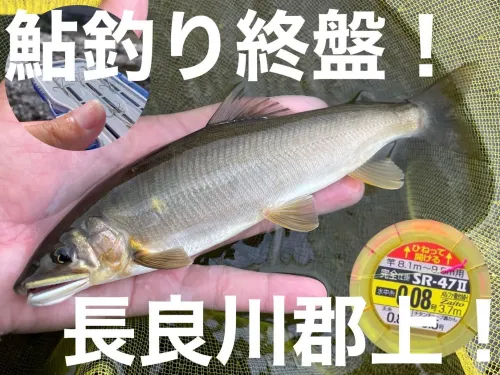 値下げ下野、大漁鈴プロゴールド。鮎釣りにいかが-