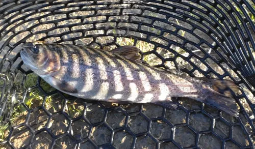 北方川釣り体験場マス釣り場で釣れたハゼの釣り・釣果情報 - アングラーズ