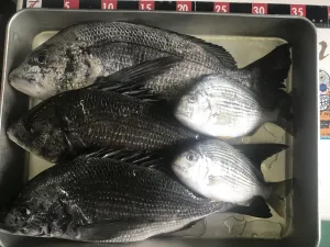 中 大型魚 締め方 持ち帰り方 釣具のイシグロ 釣り情報サイト