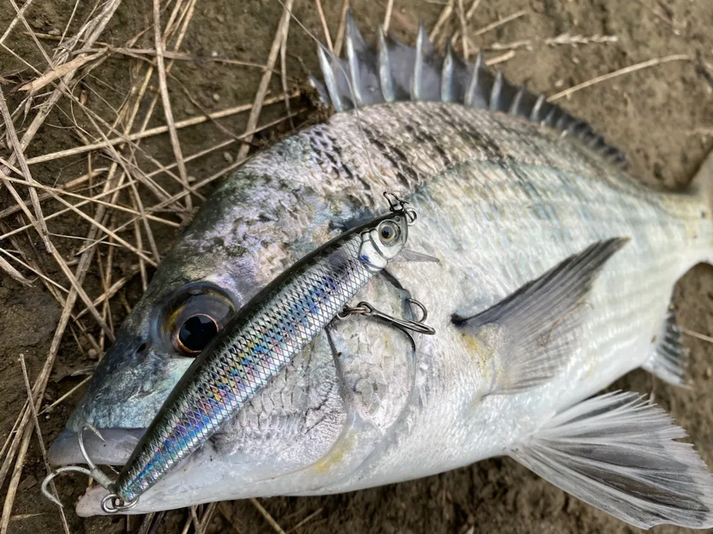 奥浜名湖クロダイ好調 釣具のイシグロ 釣り情報サイト