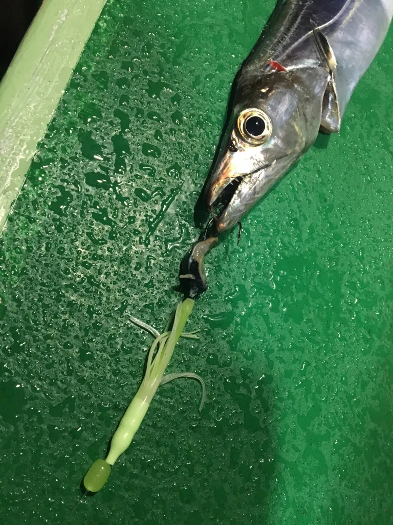 本日お休み - 駿河湾 タチウオ 太刀魚 静岡 吉田 うたれ 焼津 貴政 丸