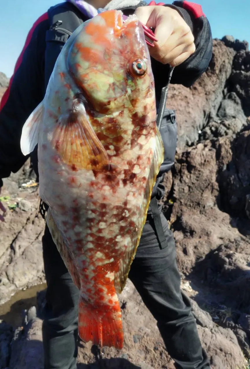 Tsulino冷凍カラス貝で東伊豆地磯イシガキダイ狙い！｜釣具のイシグロ |釣り情報サイト