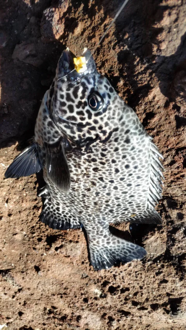 堤防等でカラス貝やカニ餌で足元狙い向け 石鯛 石垣鯛 その他 - ロッド