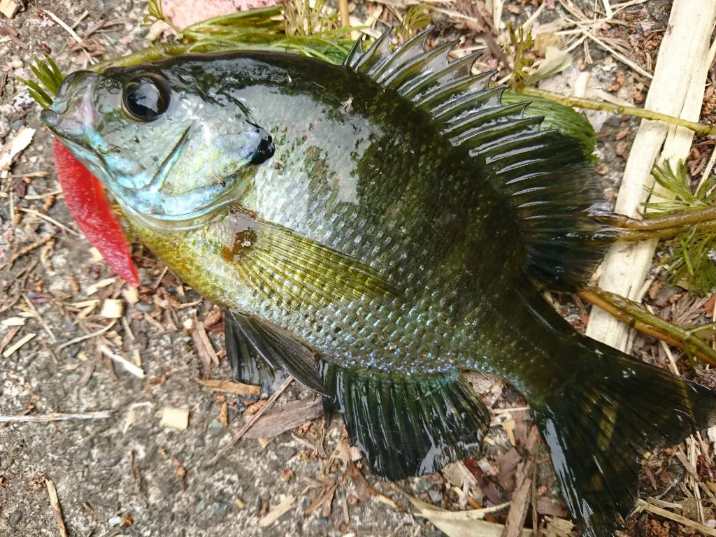 野池でブラックバス釣れました 釣具のイシグロ 釣り情報サイト