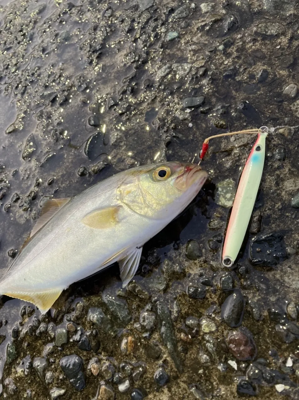 沼津 ショアジギング 堤防でショゴ釣れました 釣具のイシグロ 釣り情報サイト