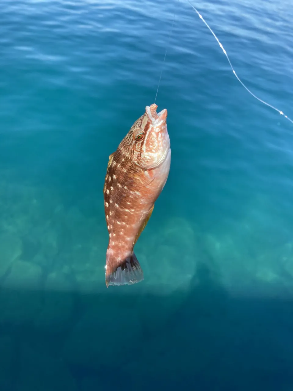 アオイソメを餌に堤防カワハギ釣り!!アイツの面を見に行く！！ 