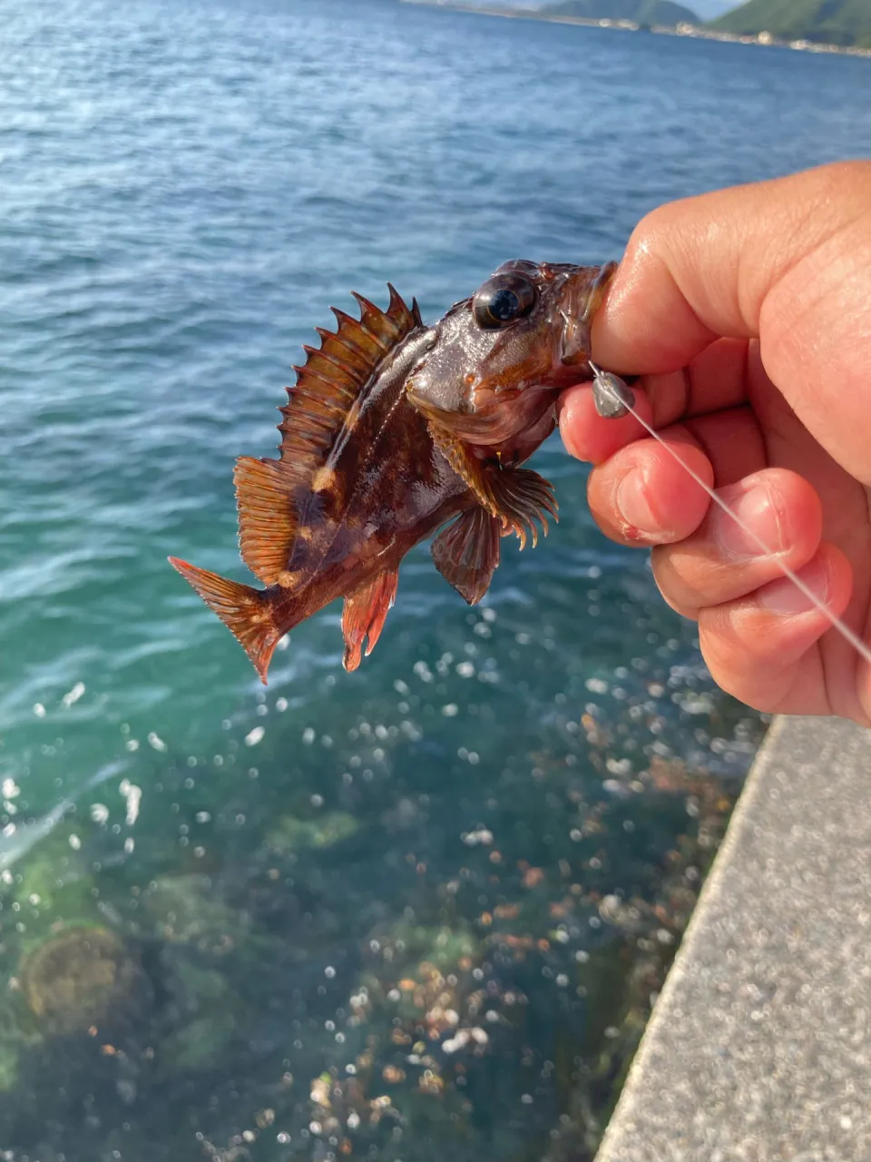 カサゴ、穴釣りで手軽に釣れます！｜釣具のイシグロ |釣り情報サイト