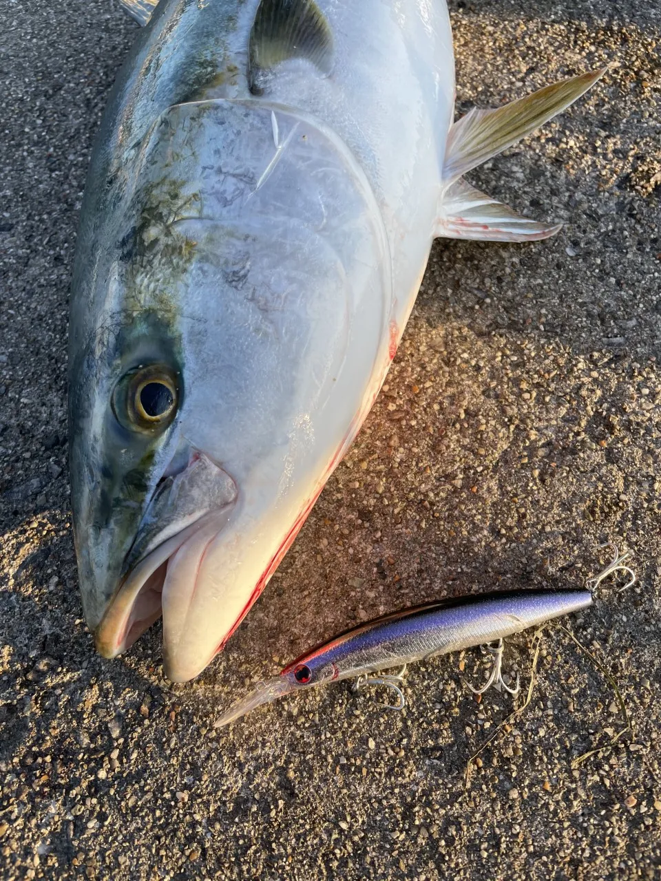 イシグロ鳴海店 またまたBIGブリが釣れました！ 各地で青物の釣果が好調です♪｜釣具のイシグロ