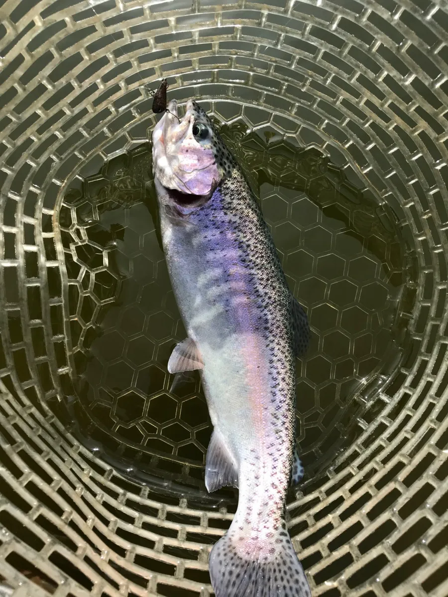 ホットスタイル エリアトラウト 管釣り トッピングフード ダブルダッチ