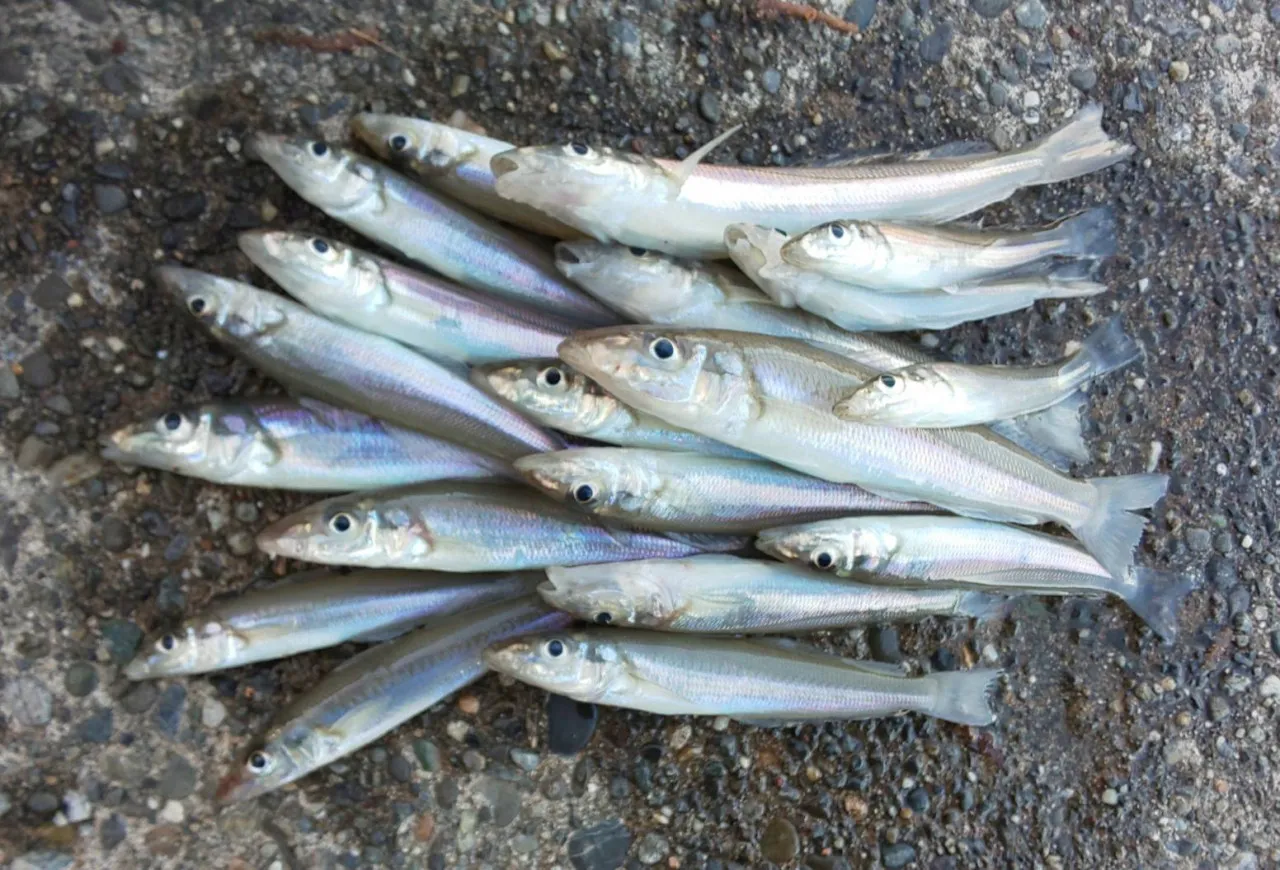 浜名湖キス釣り釣行 釣具のイシグロ 釣り情報サイト