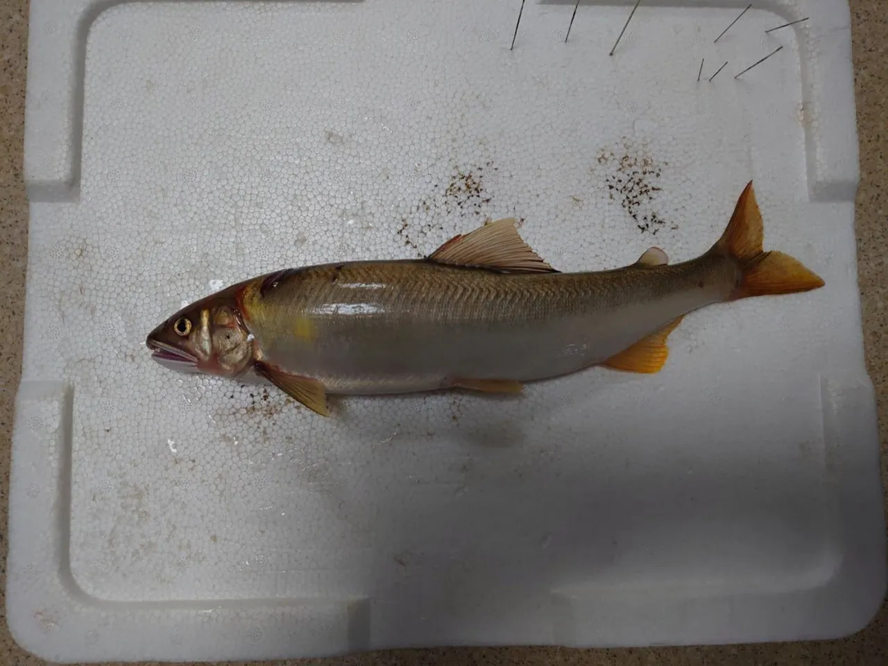 鮎 剥製 ２３ｃｍ アユ / 最上川 久慈川 球磨川 四万十川 友釣り 