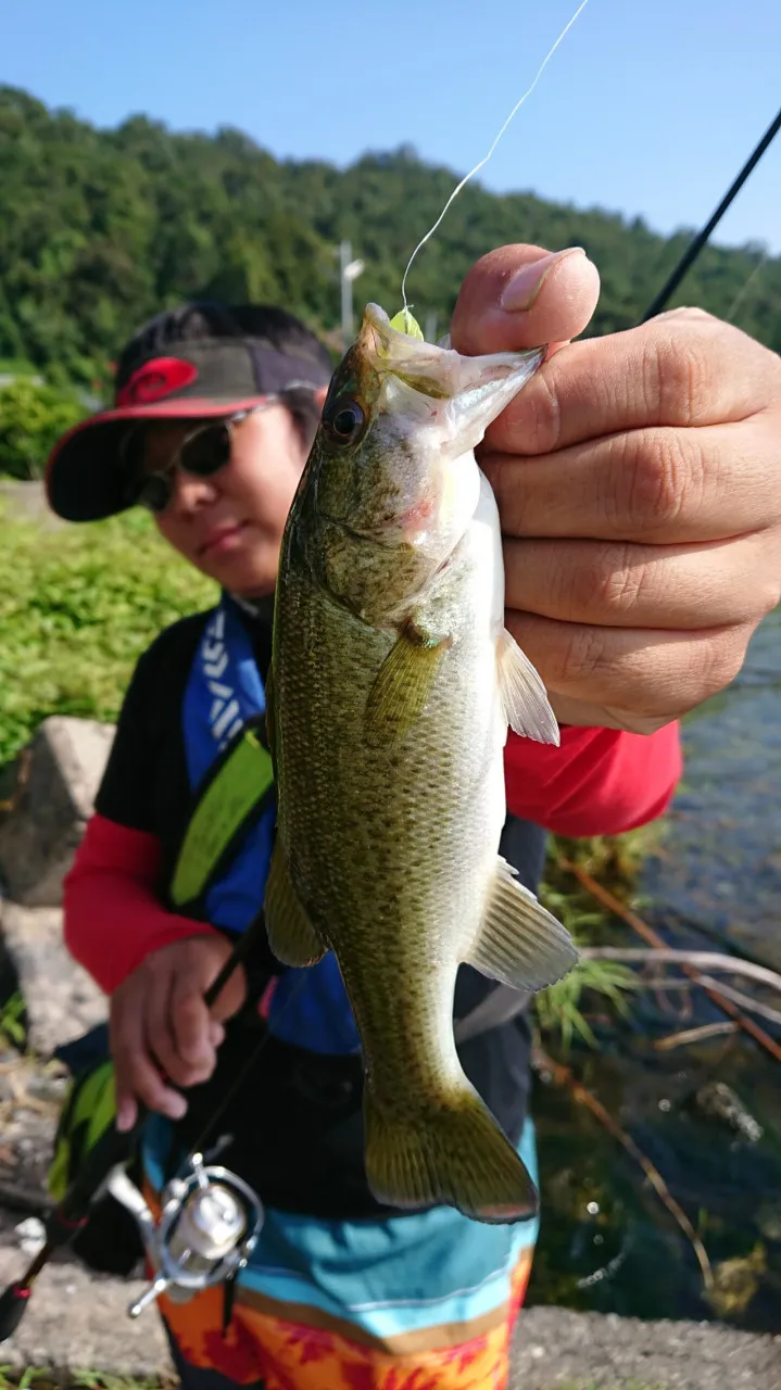 イシグロ西尾店 このワームがヤバイ カバー撃ちで連発 晩夏の琵琶湖攻略 釣具のイシグロ 釣り情報サイト