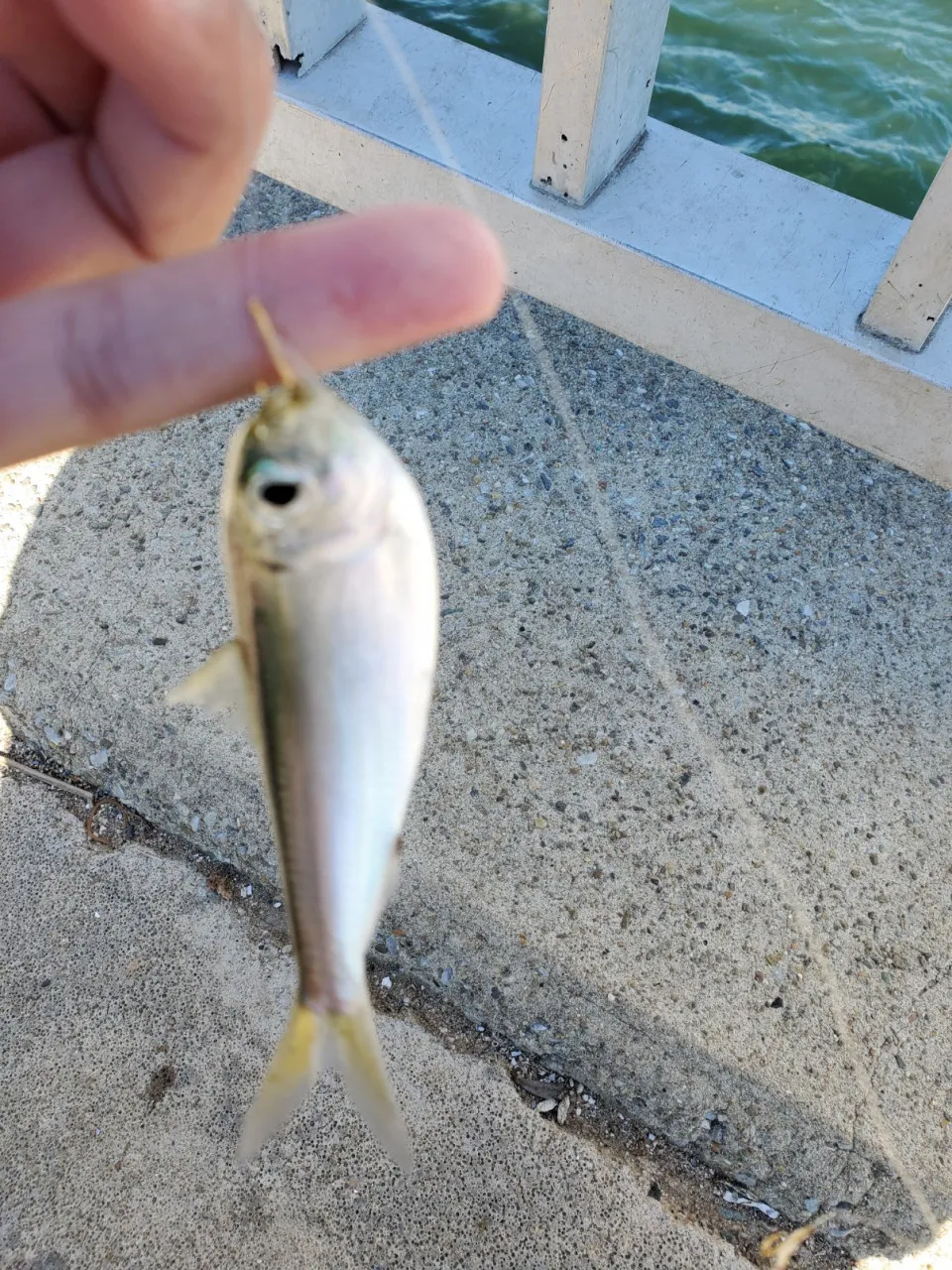 寒波襲来でも魚は釣れる！？碧南調査【イシグロ西尾店】｜釣具の