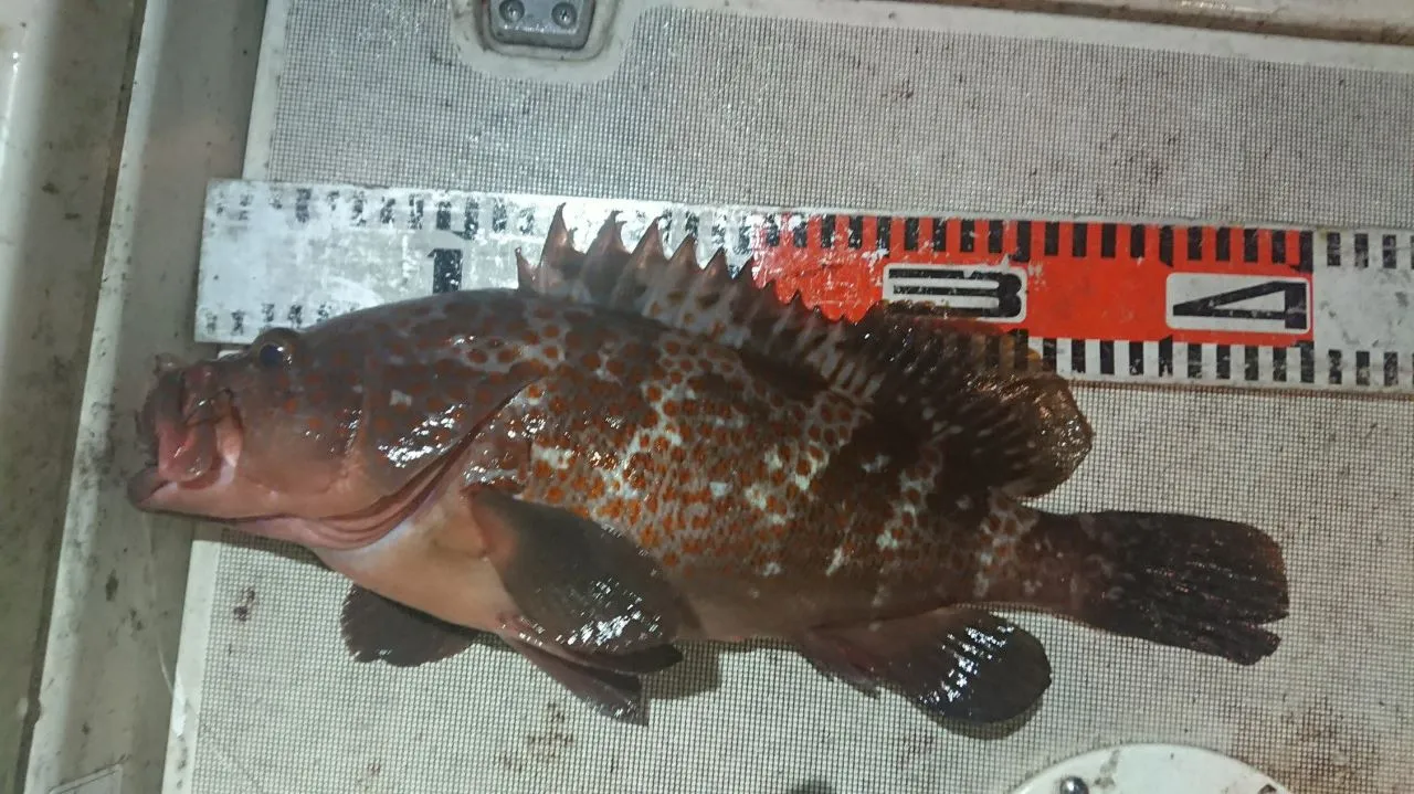 好評にて期間延長】 釣り引退！！根魚ワームまとめ売り キジハタ