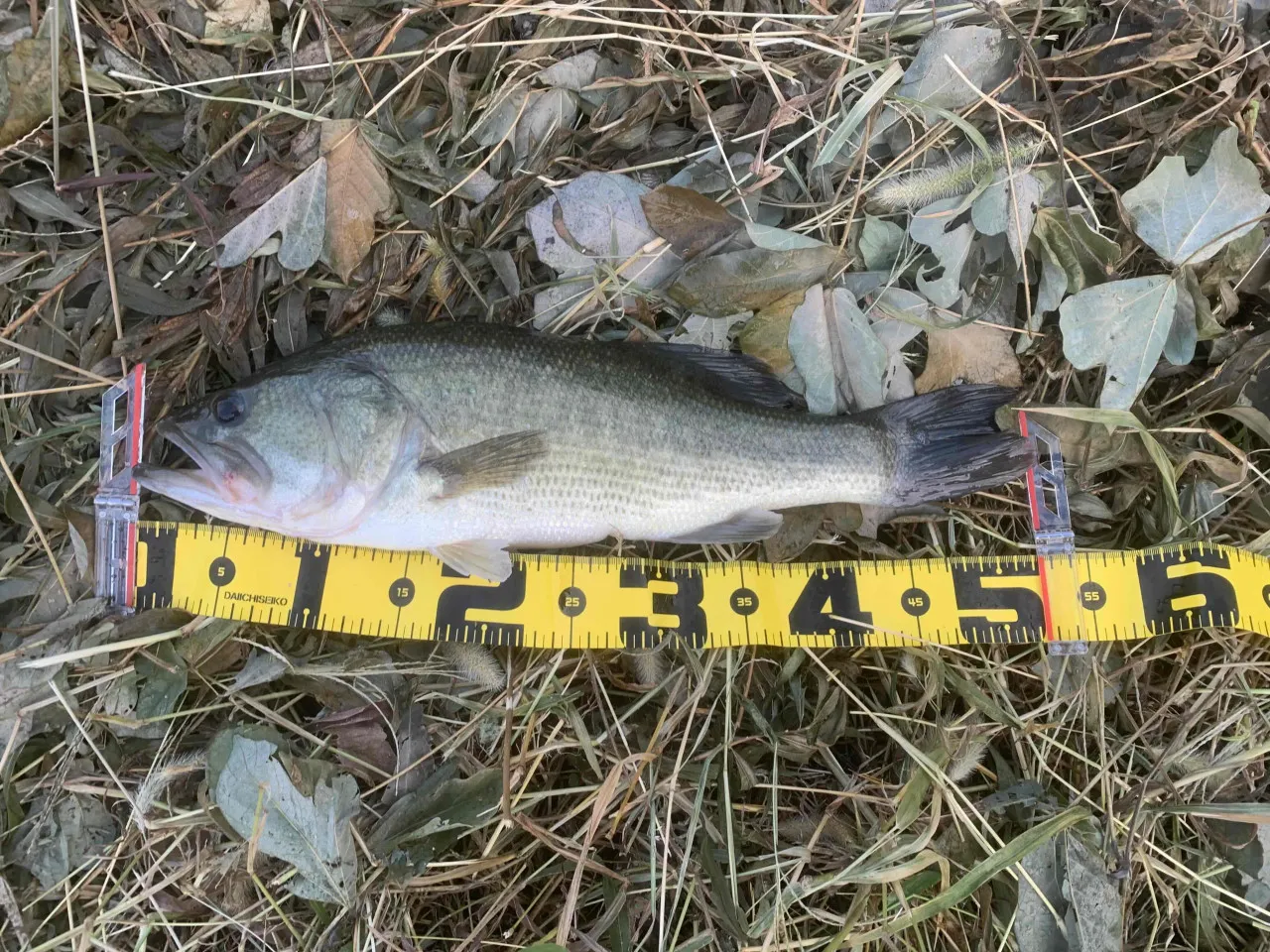 釣れすぎの大江川へバス釣りに行ってきました 中川かの里店 釣具のイシグロ 釣り情報サイト