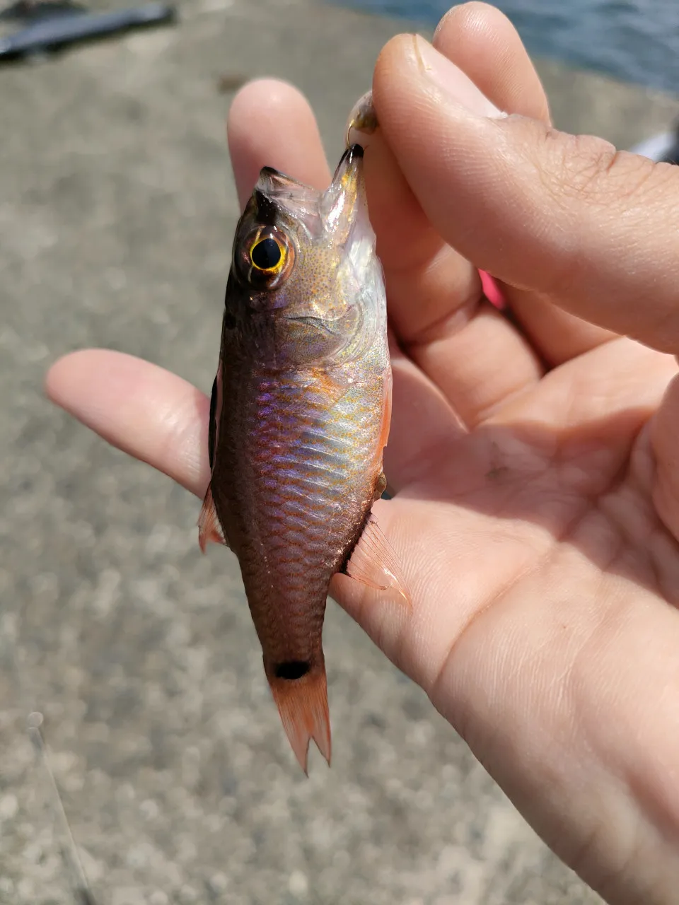 お魚大好き石田のgw釣行記 種類以上の魚に出会えました 釣具のイシグロ 釣り情報サイト