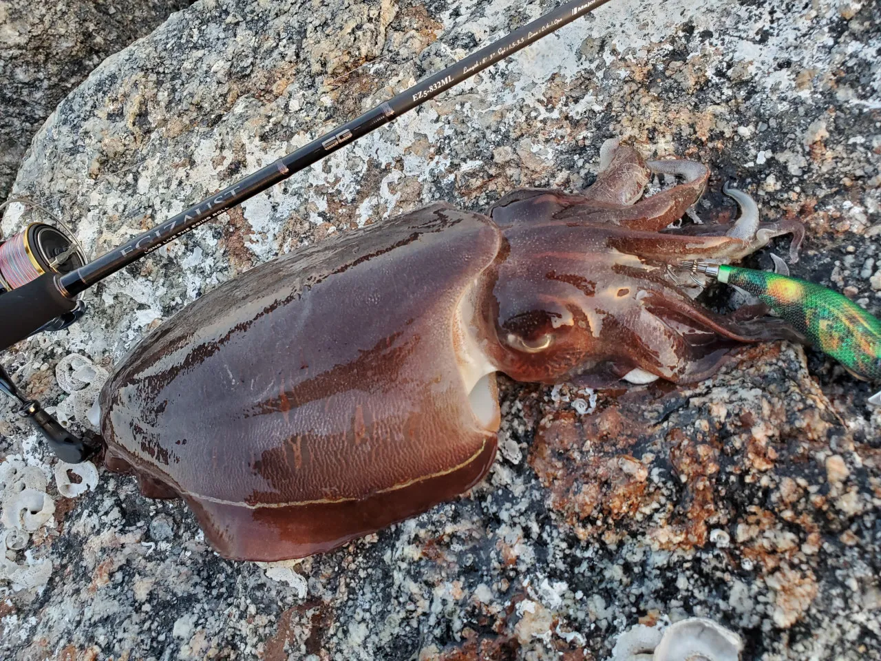 三河にもキロアップの夢がある エギングでジャンボコウイカ釣れました 釣具のイシグロ 釣り情報サイト