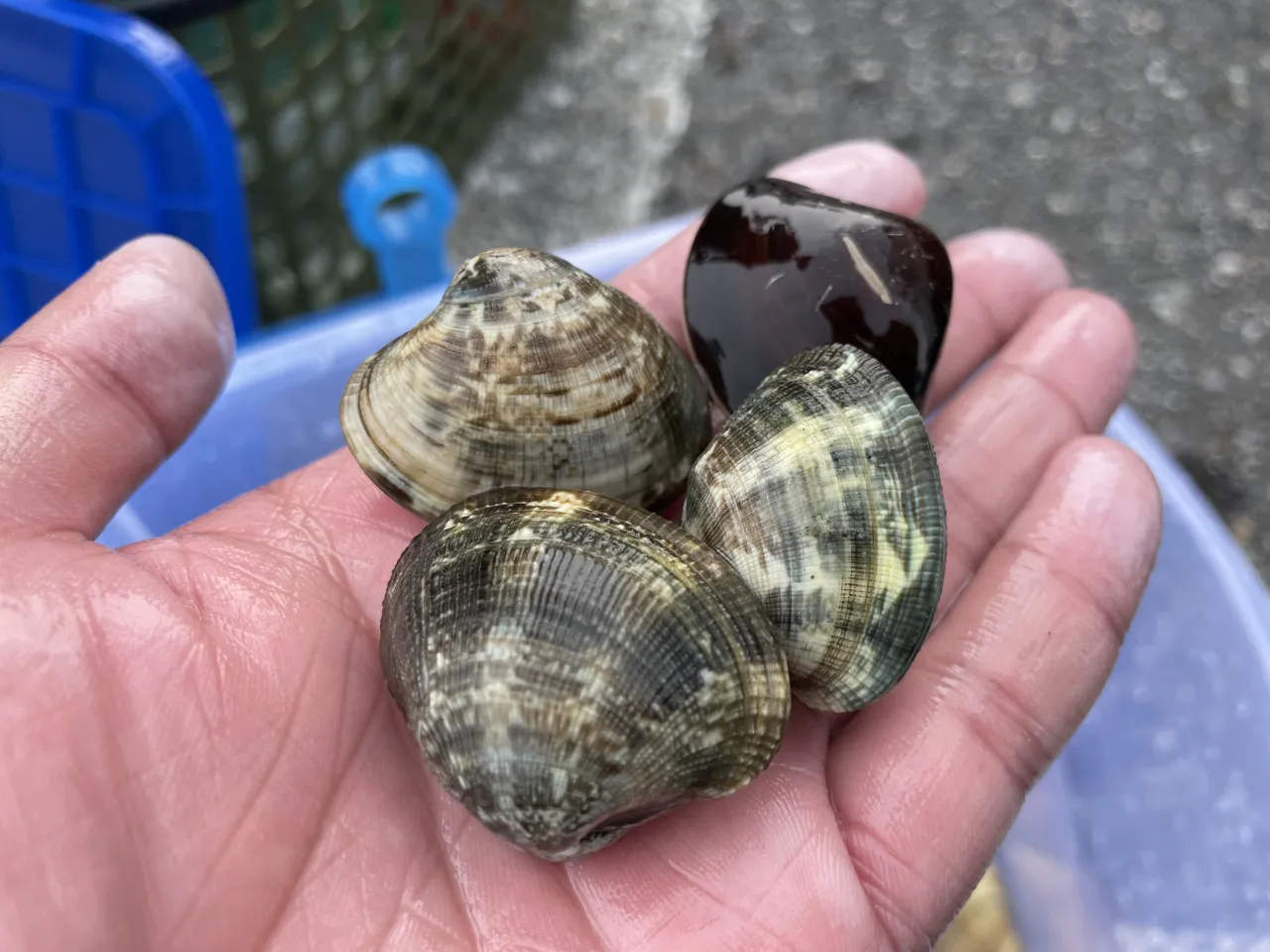 今年も良いぞ 西幡豆鳥羽海岸の潮干狩り あさり はまぐり大漁 釣具のイシグロ 釣り情報サイト