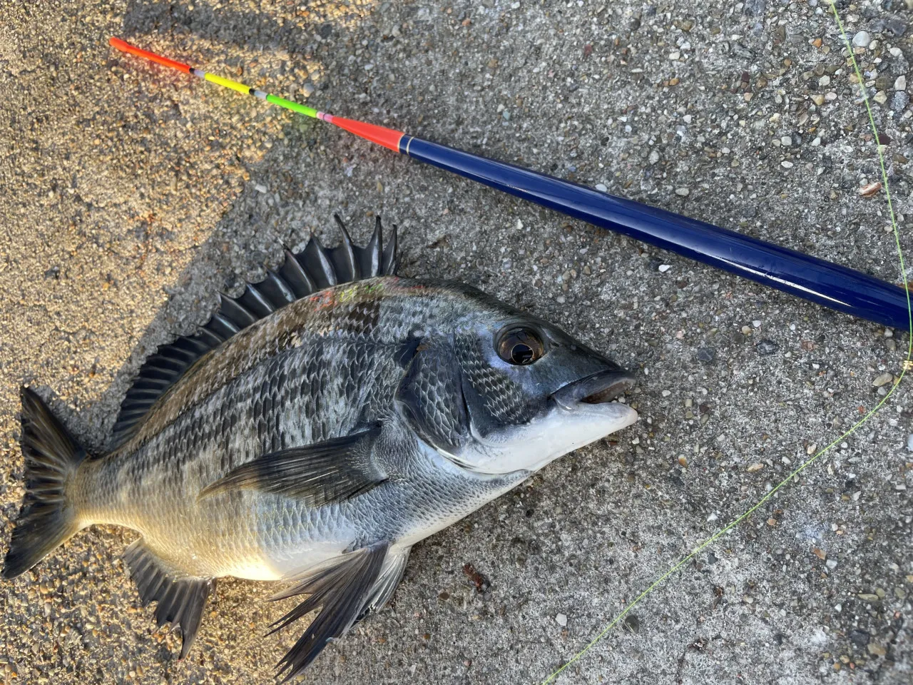 ウキフカセ釣りは超簡単！クロダイ秋の数釣りシーズンですよ♪｜釣具の