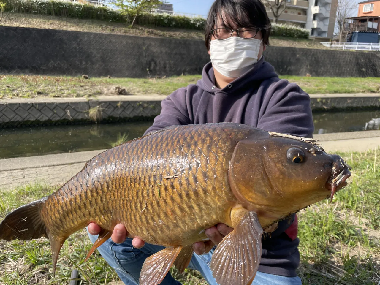 身近な場所にモンスター⁉エビで鯛を釣る？いえいえ、パンで鯉を釣る！｜釣具のイシグロ |釣り情報サイト