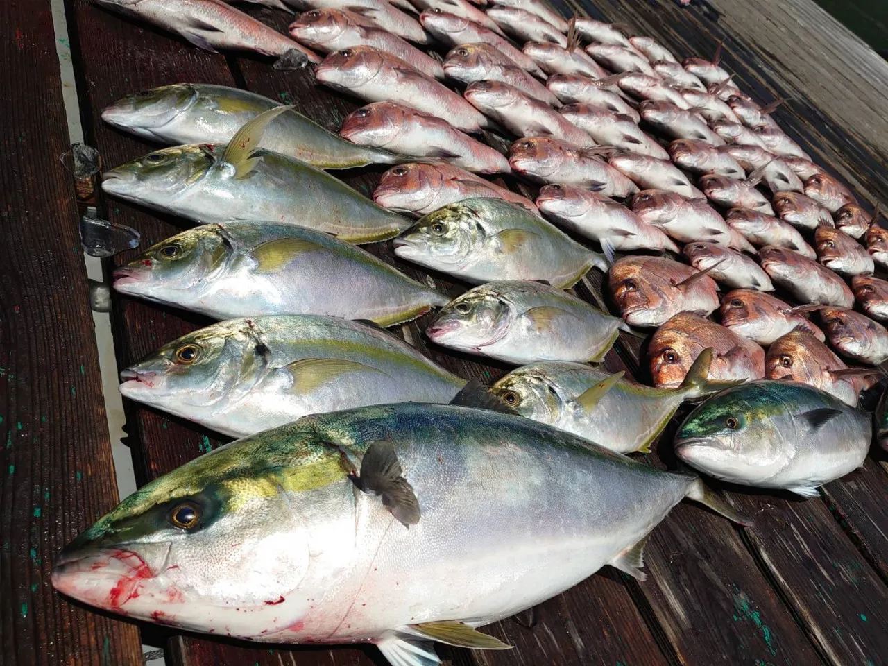 大漁】手軽に高級魚が狙える！海上釣堀『正徳丸』さんに行ってきました！！｜釣具のイシグロ |釣り情報サイト