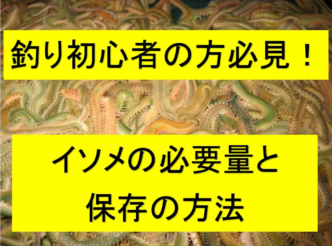 釣り初心者様向け イソメの必要量と保存方法 イシグロ フィッシングアドバイザー 釣具のイシグロ 釣り情報サイト