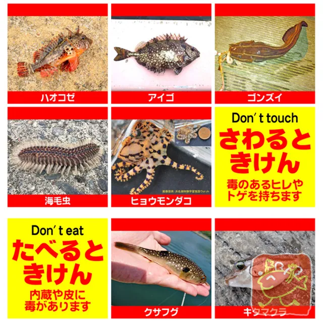 夏休み初めての海釣りデビュー こんな生き物に要注意 イシグロ フィッシングアドバイザー 釣具のイシグロ 釣り情報サイト