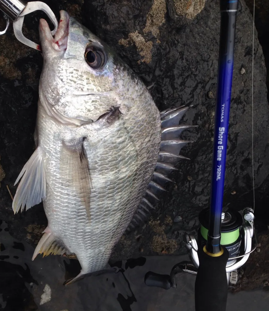 浜名湖 チヌ キビレトップゲーム 落とし込み ヘチ 釣り イシグロ バイヤー 釣具のイシグロ 釣り情報サイト