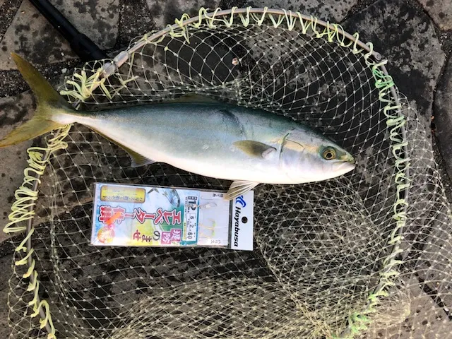 追記あり お問い合わせ殺到 浜名湖海釣り公園の泳がせ釣り イシグロ 浜松高林店 釣具のイシグロ 釣り情報サイト