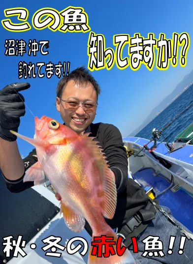 御殿場店 秋冬の赤い魚 深場のターゲット このお魚は知ってますか イシグロ 御殿場店 釣具のイシグロ 釣り情報サイト