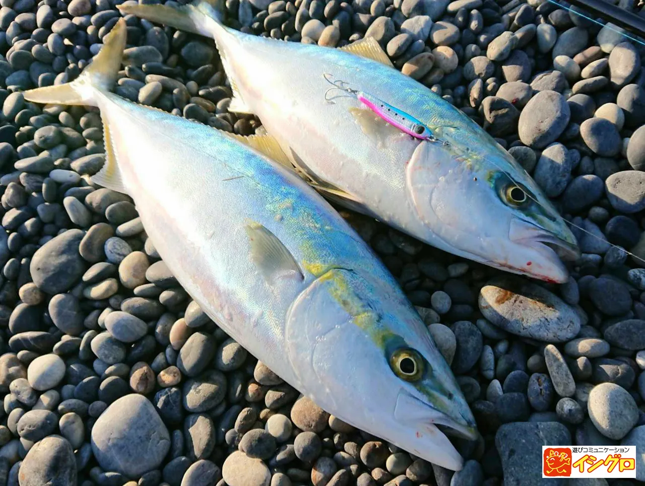 ショアジギング 釣具のイシグロ 釣り情報サイト