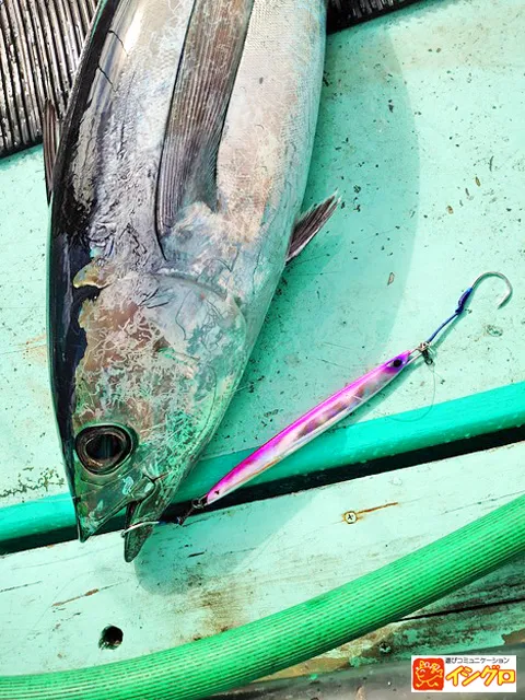 トンジギ ビンチョウマグロジギング 釣具のイシグロ 釣り情報サイト