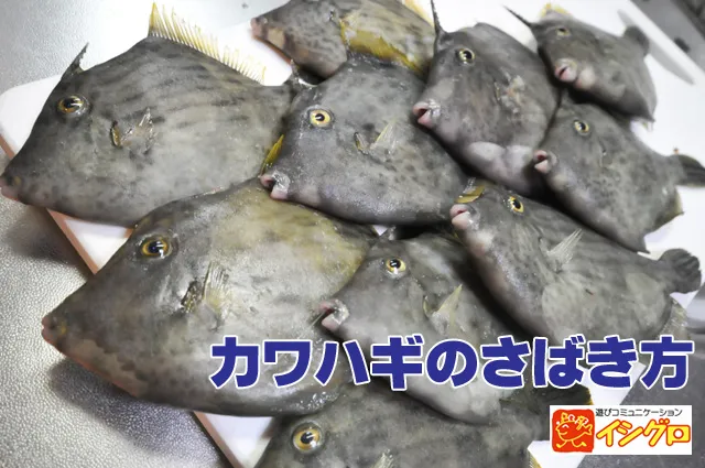 カワハギのさばき方 釣具のイシグロ 釣り情報サイト