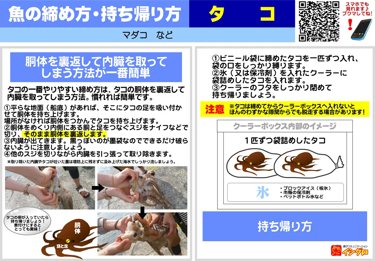タコの締め方 持ち帰り方 下処理方法 釣具のイシグロ 釣り情報サイト