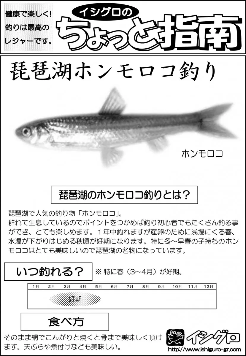 琵琶湖のホンモロコ釣り 釣具のイシグロ 釣り情報サイト