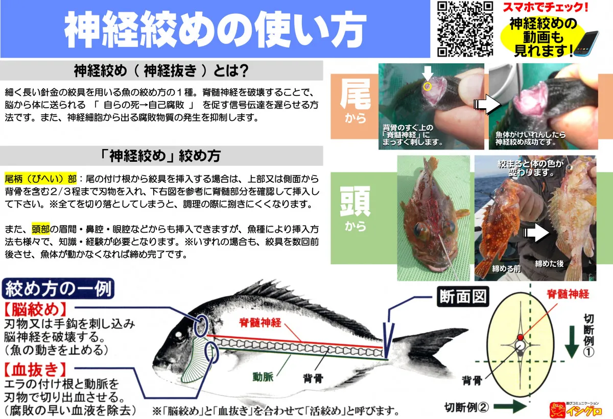 神経絞め｜釣具のイシグロ |釣り情報サイト