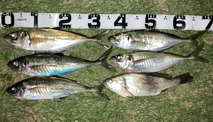 遠州海岸の夜のぶっこみ釣りでデカアジ釣れてます 釣具のイシグロ 釣り情報サイト