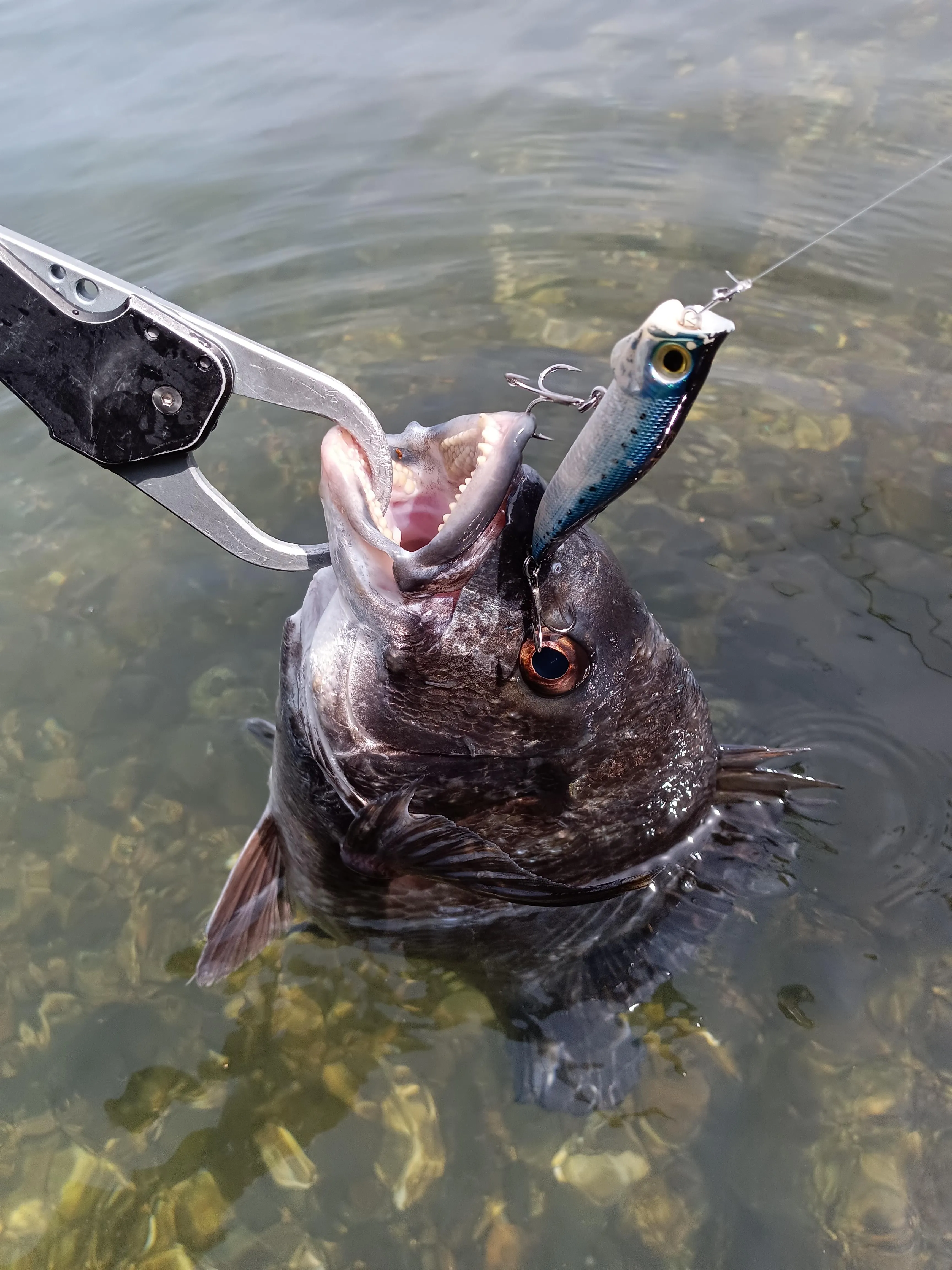 奥浜名湖チニング トップにも好反応！｜釣具のイシグロ |釣り情報サイト