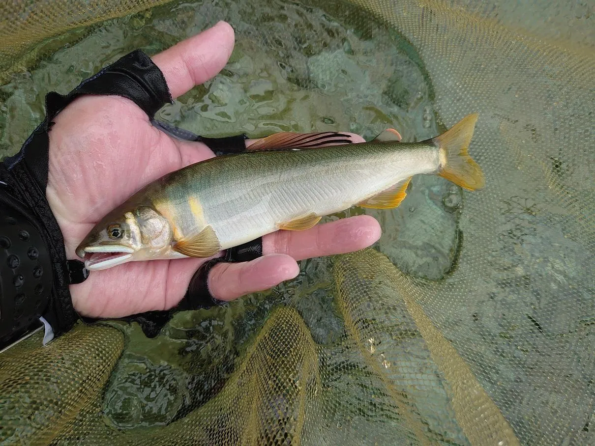 岐阜県白川へ鮎釣りに行って来ました！連泊編！｜釣具のイシグロ |釣り